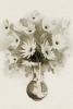 The Flower followup Variante 1