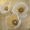 White poppy Variante 1