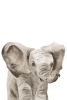 Little zoo Elephant Variante 1