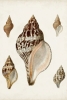 Shell collection No. 3 Variante 1