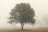 Treefog Variante 1