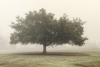 Treefog No. 2 Variante 1