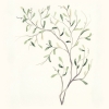 Green Sprig No. 1 Variante 1
