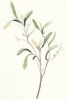 Green Sprig No. 2 Variante 1