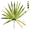Palmetto Variante 1