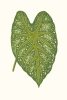 Leaf Collection No. 2 Variante 1