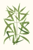 Leaf Collection No. 3 Variante 1