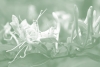 Ghostly Honeysuckle No. 1 Variante 1
