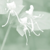Ghostly Honeysuckle No. 2 Variante 1
