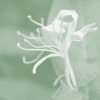 Ghostly Honeysuckle No. 3 Variante 1
