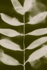 Inversion No. 2 Variante 1