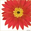 Bright Flowers No. 1 Variante 1