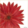 Bright Flowers No. 2 Variante 1