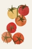 Bright Tomatoes Variante 1