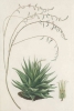 Agave Drawing No. 2 Variante 1