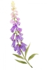 Foxglove Variante 1