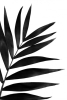 Palm Shadows No. 1 Variante 1