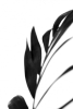 Palm Shadows No. 2 Variante 1