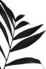 Palm Shadows No. 3 Variante 1