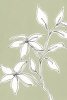 Olive Green Flower Study No. 2 Variante 1
