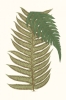 Leaf Collection No. 1 Variante 1