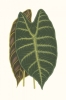 Leaf Collection No. 2 Variante 1