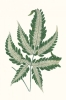 Leaf Collection No. 3 Variante 1