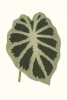 Leaf Collection No. 4 Variante 1