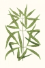 Leaf Collection No. 5 Variante 1