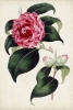Botanical Study No. 1 Variante 1