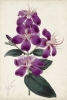 Botanical Study No. 3 Variante 1