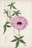 Botanical Study No. 4 Variante 1