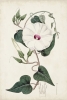 Botanical Study No. 5 Variante 1