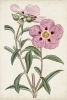 Botanical Study No. 7 Variante 1