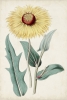 Botanical Study No. 8 Variante 1