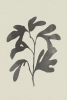 Black Oak No. 1 Variante 1