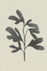 Black Oak No. 2 Variante 1