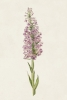 Garden Flowers No. 1 Variante 1