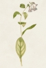 Garden Flowers No. 3 Variante 1