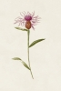 Garden Flowers No. 4 Variante 1