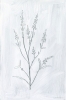 White Herbs No. 1 Variante 1