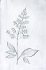 White Herbs No. 4 Variante 1