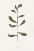 Minimalist Stem Variante 1