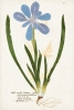 Botanical Portraits No. 1 Variante 1