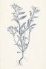 Leaf Imprints No. 2 Variante 1
