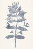 Leaf Imprints No. 3 Variante 1