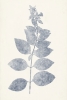 Leaf Imprints No. 5 Variante 1