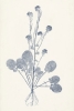 Leaf Imprints No. 6 Variante 1