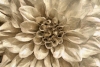 Platin Florals No. 1 Variante 1