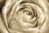 Platin Florals No. 4 Variante 1